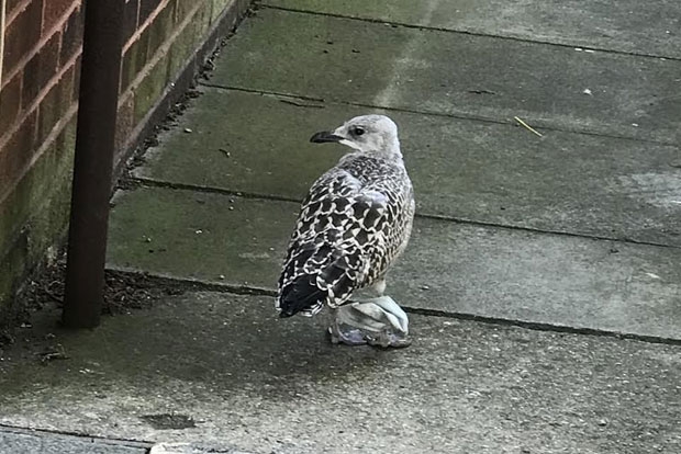 영국에서는 일주일 전에도 마스크에 발이 묶인 갈매기가 동물보호단체에 구조된 일이 있었다.