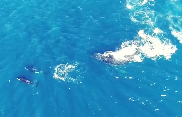 범고래 패거리(사진 왼쪽)는 대열을 이뤄 깊게 잠수했다가 다시 돌아와 개별 공격으로 어미 고래 혼을 쏙 빼놓기를 반복했다./사진=셰인 스티븐 인스타그램