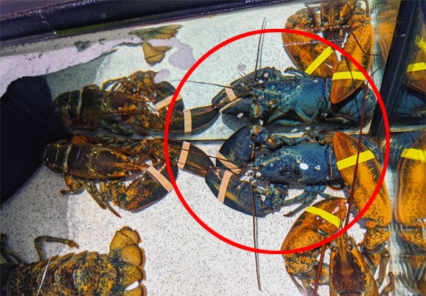 사진=오하이오주 애크론동물원