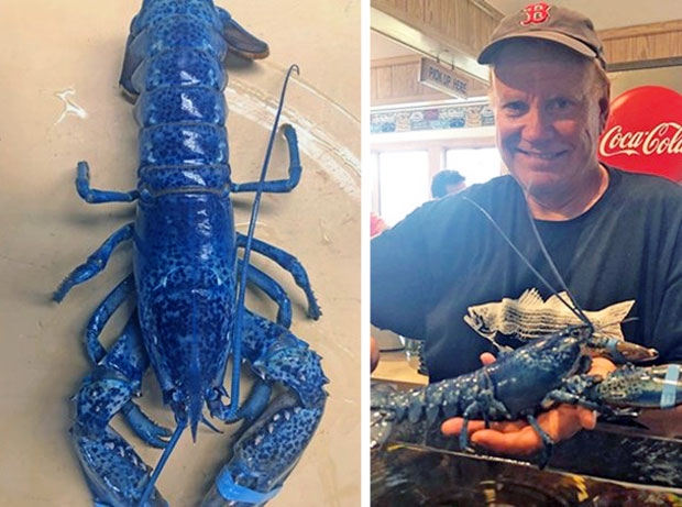 지난해 여름 매사추세츠주의 한 식당 주인 역시 다른 바닷가재와 섞여 있던 푸른 바닷가재를 발견해 수족관에 기부한 바 있다.
