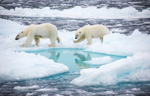 지구온난화 등 기후변화로 삶터를 잃어가는 북극곰들