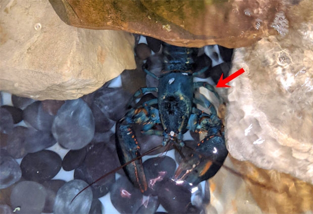 일단 오하이오주 동물원으로 옮겨진 바닷가재는 특별히 마련된 수족관 안에서 적응 중이다./사진=오하이오주 애크론동물원