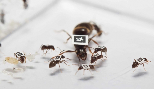 개미에 QR코드를 부착한 뒤 바이러스에 감염된 개미와 건강한 개미의 사회적 관계 변화를 관찰한 실험 장면