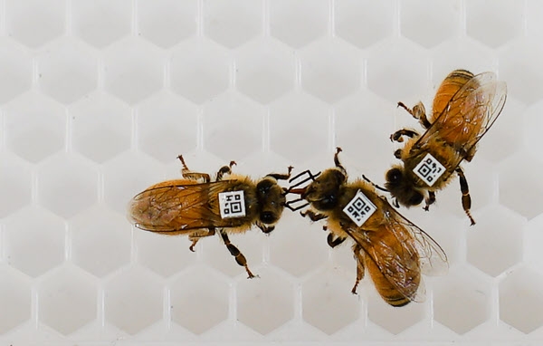 바이러스 감염을 막기 위해 사회적 거리두기를 실천하는 꿀벌들(사진=일리노이대)