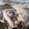 [여기는 호주] 외계 생명체 닮았네…해변서 사체로 발견된 개복치의 비극