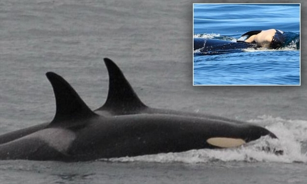 사진 속 작은 상자는 2018년 8월 어미 범고래가 죽은 새끼를 끌고 헤엄치는 모습, 큰 사진은 17일 만에 새끼를 놓아 준 어미 범고래가 무리와 함께 헤엄치는 모습