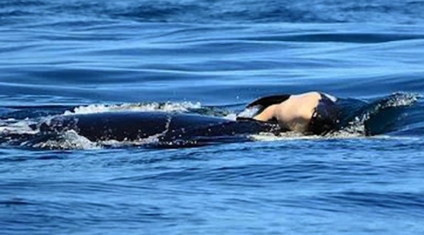 2018년 8월 어미 범고래가 죽은 새끼를 끌고 헤엄치던 모습