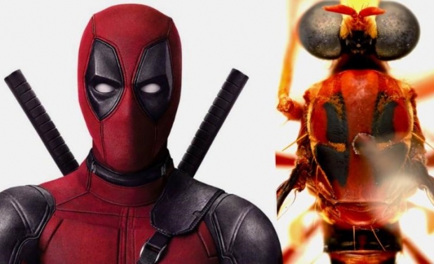 데드풀 파리(학명·Humorolethalis sergius)의 모습