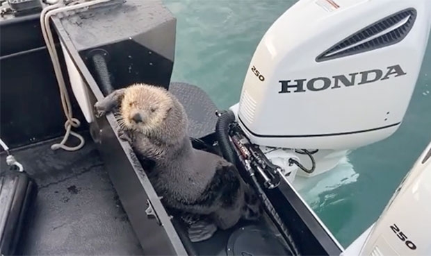 고래 먹잇감이 되지 않으려 전력을 다해 피신한 해달의 생존 본능이 놀랍다. 29일(현지시간) 데일리메일에 따르면 존 도넬라스(37)는 얼마 전 미국 알래스카 해안에서 범고래와 해달의 숨 막히는 추격전을 목격했다./사진=존 도넬라스 인스타그램
