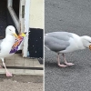 과자에 맛들인 갈매기, 수년째 절도 행각…야생성 상실?