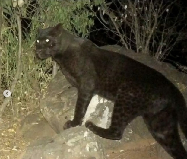 지난해 아프리카 케냐에서 100년 만에 포착된 흑표범