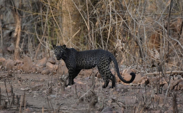 지난 6월 인도 타도바 국립공원에서 포착된 희귀 검은표범(흑표범)
