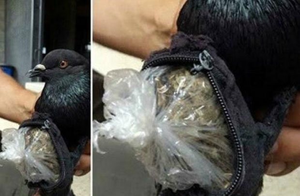 2009년에는 비둘기 다리에 밀수품을 묶어 밀반입한 브라질 교도소 수감자들이 적발됐다.