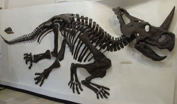 센트로사우루스의 화석 자료사진