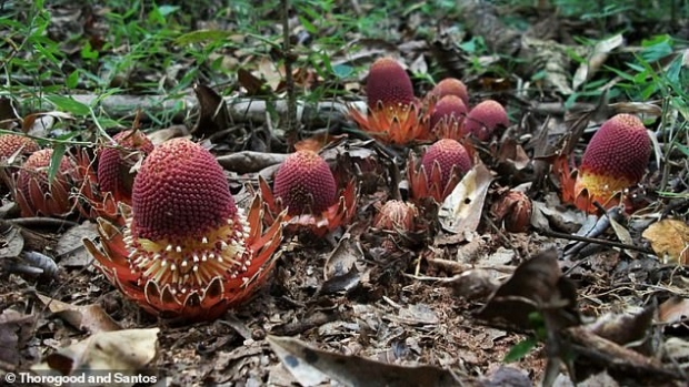 (사진=크리스 토로구드, 장 카를로스 산토스)