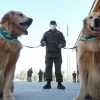“킁킁~코로나 냄새다!”…방역 최전선에 탐지견이 나서는 이유