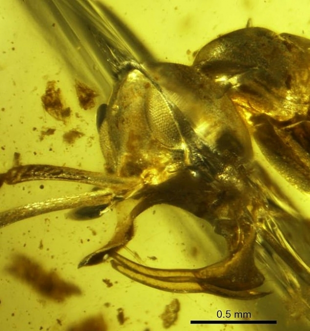 9900만년 전 지구상에 서식했지만 현재는 멸종된 링구아미르멕스 블라드가 갇힌 호박