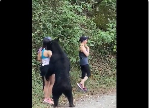 지난 7월 멕시코 공원에서 산책객에 접근한 야생 곰