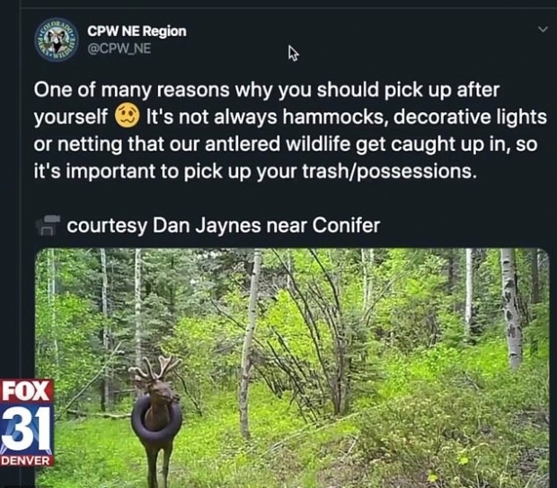 1년 넘게 목이 타이어에 끼인 채 생활하고 있는 엘크(사슴)의 모습