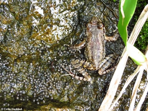 알을 지키는 수컷 개구리의 모습(사진=첼리오 F. B. 하다드 제공)