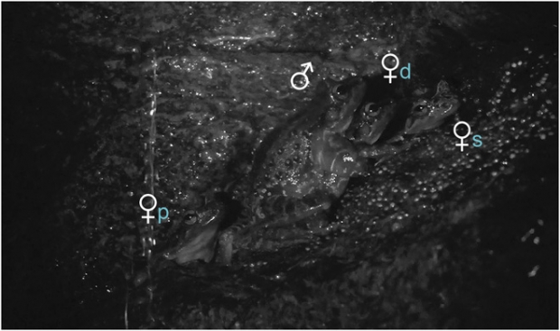 개구리 수컷 한 마리(♂)가 첫 번째 암컷 개구리(♀d)와 짝짓기를 하고 있는 모습. 그 옆에는 두 번째 암컷 개구리(♀s), 그리고 좀 더 떨어진 곳에는 이들과 관계가 없는 또 다른 암컷 개구리(♀p)의 모습도 보인다.(사진=라파엘 콘솔마노/사이언스 어드밴시스)