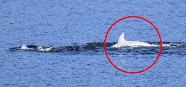 T46Bs 무리는 지난 4월 워싱턴주 북서부 퓨젓사운드 해안에도 출몰한 바 있다.