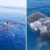 ‘멸종위기’ 고래상어에 올라타고 헤엄친 사우디 남성 논란 (영상)