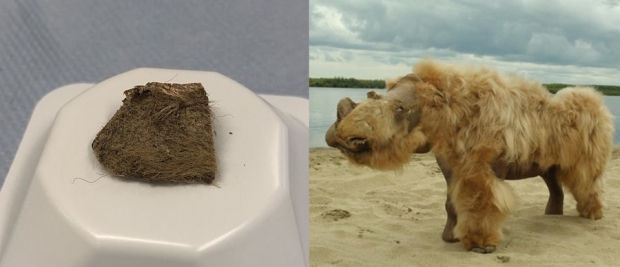 갯과 동물의 위 속에서 발견된 털 뭉치(왼쪽)와 털코뿔소의 모습