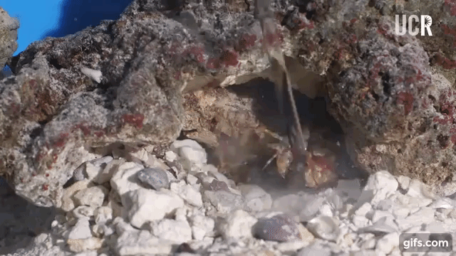 주먹형 갯가재의 공격력은 상상 이상으로 강력해 유리로 된 어항을 깨거나 사람 손가락을 부러뜨렸다는 얘기가 전해지고 있을 정도다.(사진=미국 캘리포니아대 리버사이드캠퍼스/유튜브)