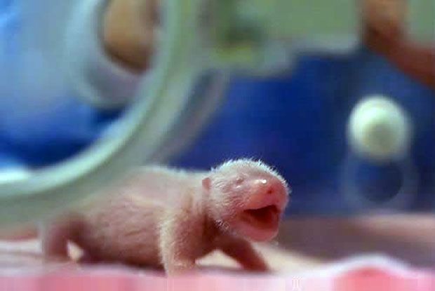 메이샹이 2015년 네 번째 임신에서 얻은 수컷 쌍둥이도 한 마리는 며칠 후 폐사했으며, 살아남은 나머지 한 마리가 바로 사진 속 ‘베이베이’다.