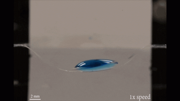 (사진=아디티 차크라바티/하버드대)