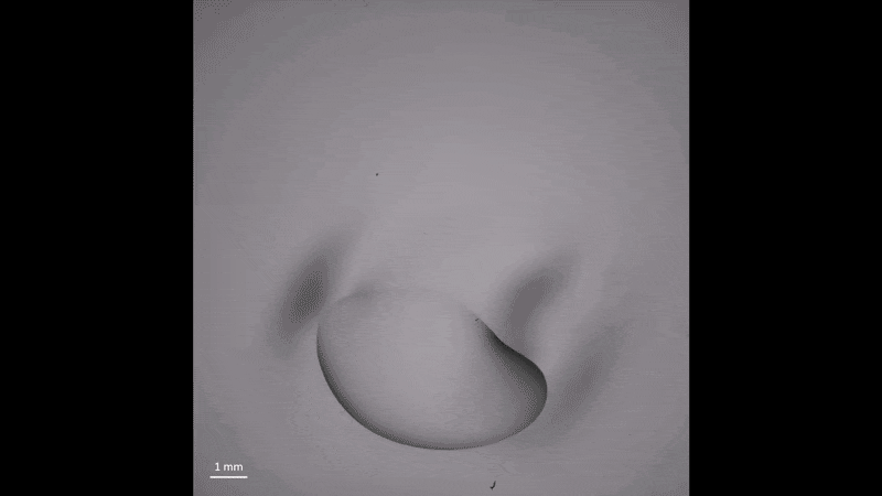 (사진=아디티 차크라바티/하버드대)