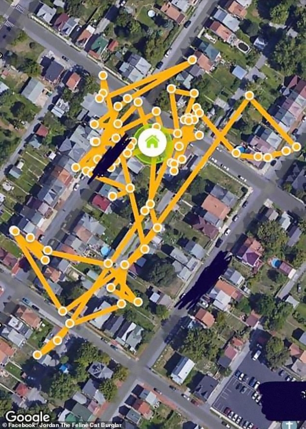 신발 전문 도둑고양이 조던은 매일 밤 집 근처를 배회하며 신발을 훔친다. 이 고양이가 하룻밤에 움직인 거리는 무려 11~13㎞에 달한다.