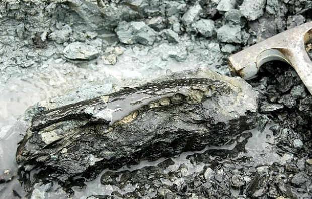 40여 개의 이빨자국이 남아있는 1300만 년 전 땅늘보의 화석