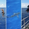 번지수 잘못 찾았네…수영객인 줄 알고 접근한 상어 ‘총알세례’ 혼쭐 (영상)