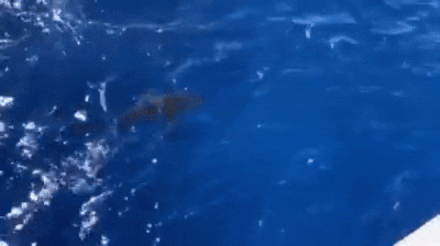 미국해얀경비대 소속 쾌속정 킴볼호(USCGC Kimball, WMSL-756) 제공