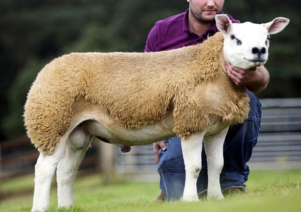 2014년 8월, 15만 2000파운드(약 2억 3900만원)에 거래된 텍셀 품종의 양이