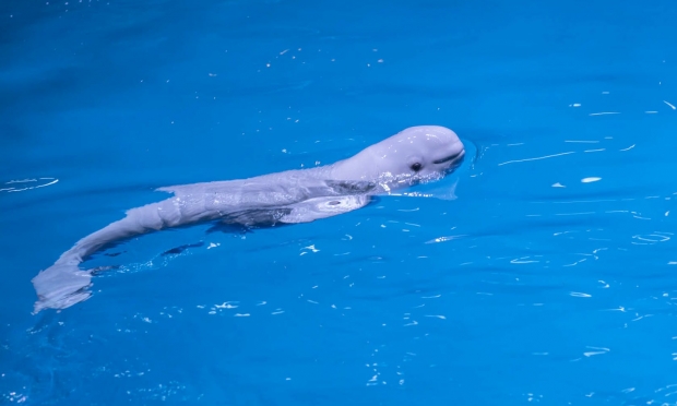 갓 태어난 새끼 벨루가가 수족관 내부를 유유히 헤엄치고 있다(사진=셰드 아쿠아리움)