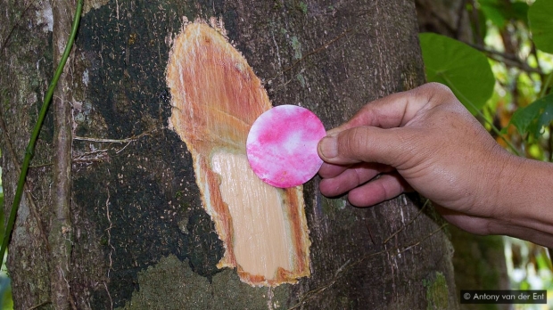 식물에 니켈이 포함돼 있다면 검출지는 분홍색으로 물든다.(사진=앤터니 반데어엔트)