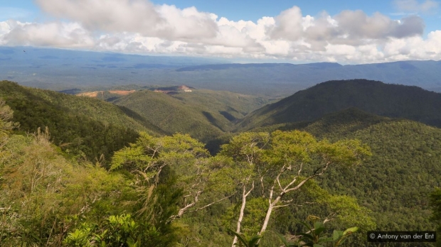 인도네시아는 생물이 다양하고 니켈이 풍부해 그 숲에서는 니켈 생산에 적합한 니켈 과축적식물이 존재할 것으로 예상되는 곳이다.(사진=앤터니 반데어엔트)