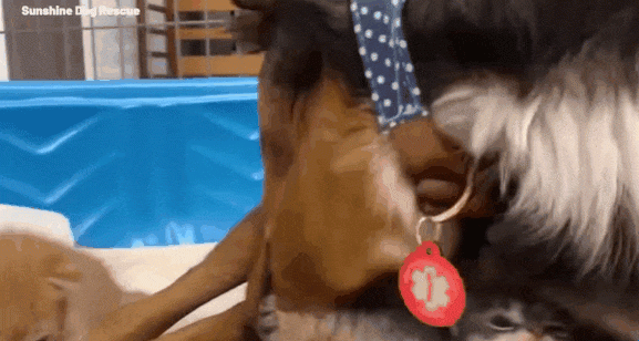 어미 개의 보살핌을 받고 있는 새끼 고양이들