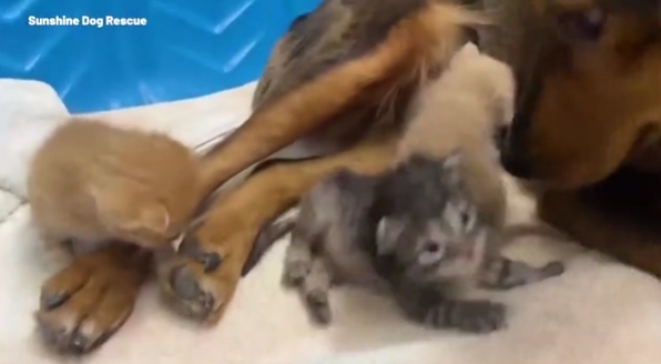 어미 개의 보살핌을 받고 있는 새끼 고양이들