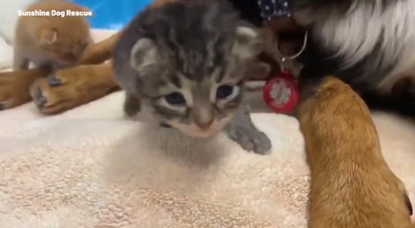 어미 개의 보살핌을 받고 있는 새끼 고양이들