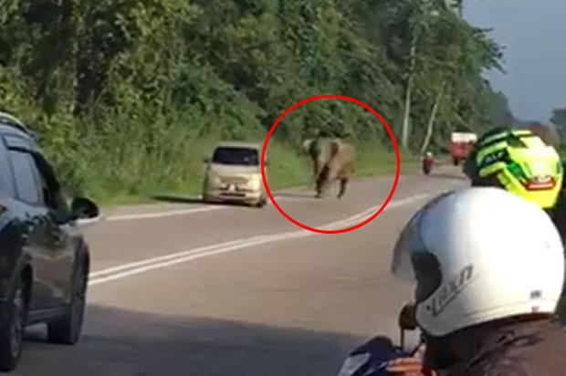 사고 수습을 위해 어미를 숲으로 돌려보내려 했지만, 어미는 새끼가 누워있는 곳으로 자꾸만 발걸음을 돌렸다.