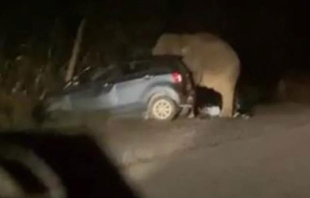 지난달 2일 페락주 고속도로에서 코끼리를 보고 멈춰선 차량을 향해 뒤따라오던 차들이 경적을 울리자 이에 흥분한 코끼리가 멈춘 승용차를 짓밟아 망가트렸다./사진=트위터