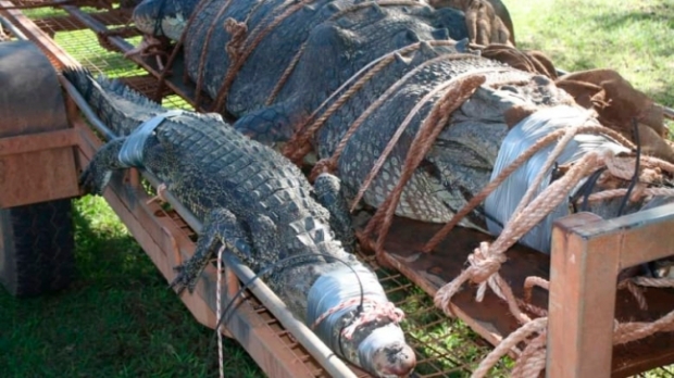 몸길이 4.71m짜리 악어와 2.37m짜리의 비교 모습.(사진=호주 노던준주 야생동물 보호관리국)