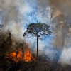 [여기는 남미] 火르르 불타는 아마존…8월 발견된 화재 발화점 3만 곳
