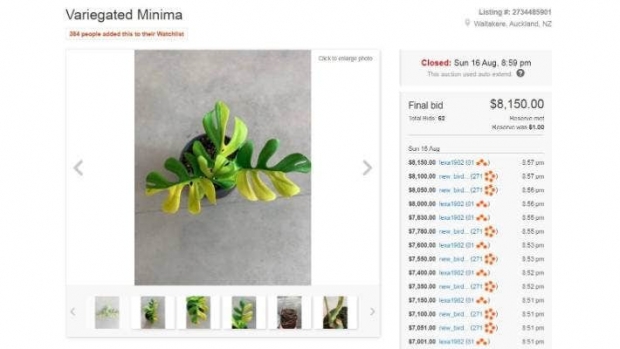 뉴질랜드 온라인 경매 사이트에 올라온 화초의 경매 페이지