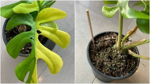 뉴질랜드에서 8150뉴질랜드달러에 거래된 희귀한 미니마 화초