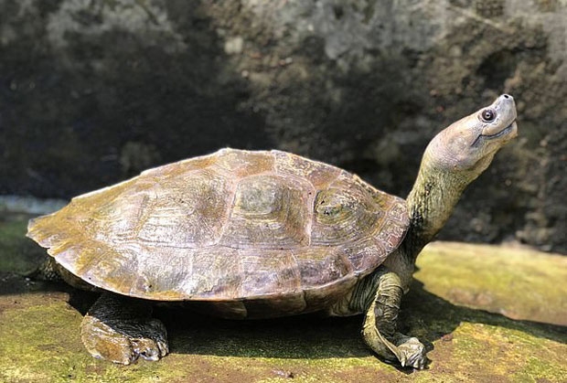 풍문으로만 떠돌던 거북의 존재는 2000년대 초 홍콩 야시장에서 살아있는 개체 한 마리가 발견되면서 관심을 받았다./사진=미얀마 야생동물보존협회(WCS)